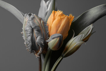 gray flowers on a gray background, one yellow bud, tulip with yellow petals.