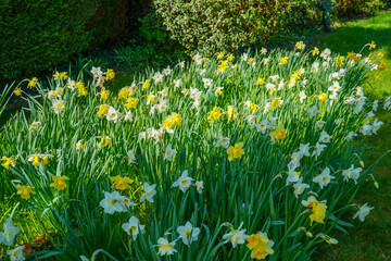 Fototapeta premium Close up of group of daffodil flowers in the spring 