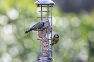 Eurasian blue tits perched on a bird feeder, with winter sunshine