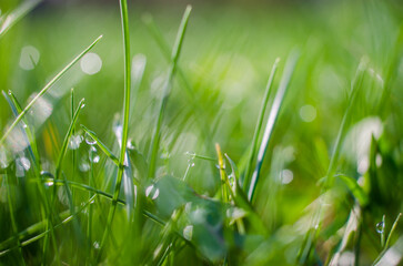 Fresh juicy green grass for summer