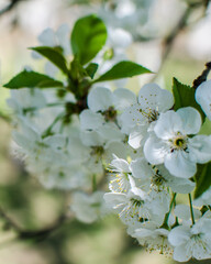 Lovely delicate cherry blossom in warm spring weather for background