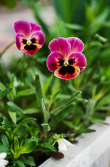 Pansies (Viola or violet Vitrocca) - a biennial plant with a flower shape resembling a violet. Its graceful flowering leaves no one indifferent