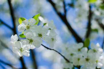 Lovely delicate cherry blossom in warm spring weather for background