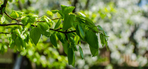 Obraz premium Abstraction growing green leaves on a light background outdoors