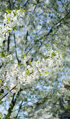 Lovely delicate cherry blossom in warm spring weather for background