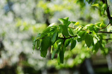 Abstraction growing green leaves on a light background outdoors