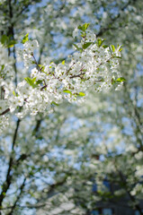 Lovely delicate cherry blossom in warm spring weather for background