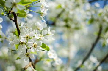 White flowers pear blossom is good nectar and for pear harvest