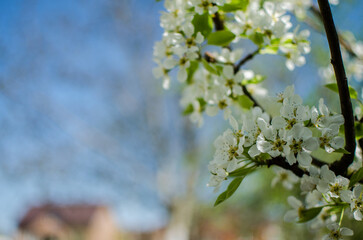 White flowers pear blossom is good nectar and for pear harvest
