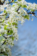 White flowers pear blossom is good nectar and for pear harvest