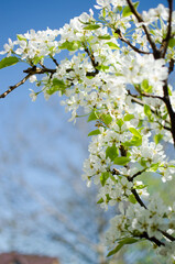 White flowers pear blossom is good nectar and for pear harvest
