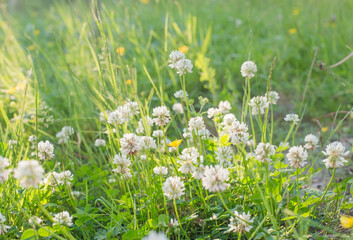 Trifolium repens, white clover, Dutch clover, Ladino clover or Ladino in the gentle light green grass flooded with the spring sun - a pleasant green background with blurred copy of the space for text