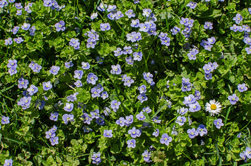 Obraz na płótnie Canvas Little spring blue Veronica flowers bloom outdoors