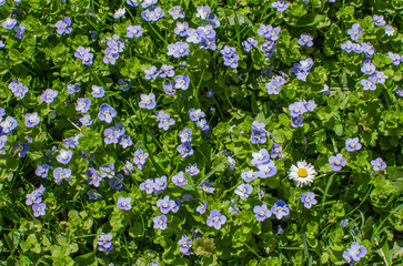 Obraz na płótnie Canvas Little spring blue Veronica flowers bloom outdoors