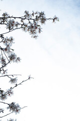 Fondo de cielo y nubes con detalles de ramas de almendro florecido.