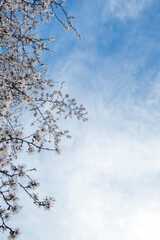 Fondo de almendro en flor con cielo