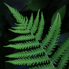 Beautiful green leaves of a fern-like plant