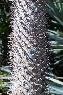 Tree With Long Spines For Poking Preditors and Such