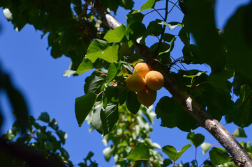 Tree branch with mature apricots, species Armenian plum (Prunus armeniaca), in Dalmatia, Croatia