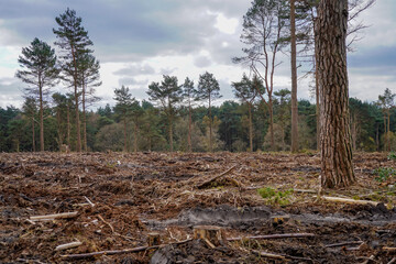 Aftermath of forestry work in a forest 