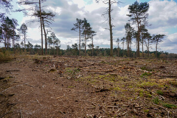 Aftermath of forestry work in a forest 