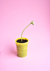 sprout of a small green bean plant in a yellow cup on a pink background