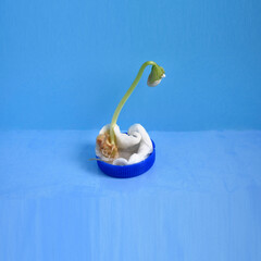 a small bean bore sprouted on a bean cotton pad on a blue background