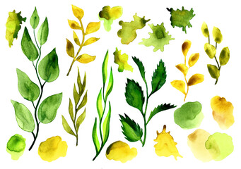 watercolor of set plant elements