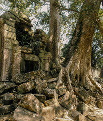 Fototapeta na wymiar Big old tree growing through the ruins of an ancient stone temple lost in the Cambodian jungle of Angkor temples - Ta Prohm