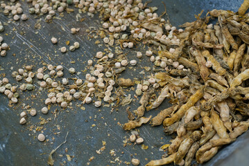 Already ripened and dried peas and husks from it closeup