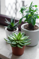 Fototapeta premium Ficus and succulents on a marble window sill. House plant and flower with a spray bottle at home. 