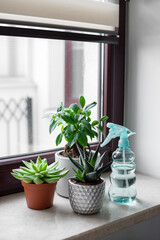 Ficus and succulents on a marble window sill. House plant and flower with a spray bottle at home. 