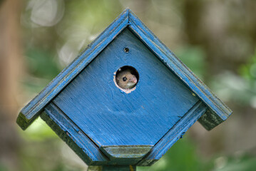 Mouse in Bird House