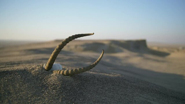 Skull with horns of a dead gazelle lie on the sand in the desert. Goitered gazelle horns in the sandy desert. Skull in the desert. Horns in the desert. Skull in the sand.
