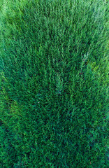Green thuja tree branches closeup.