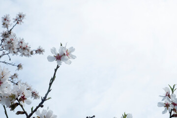 Fondo de cielo con nubes con detalles de ramas de almendro florecida