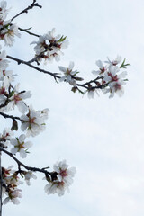 Detalle de ramas de almendro florecido