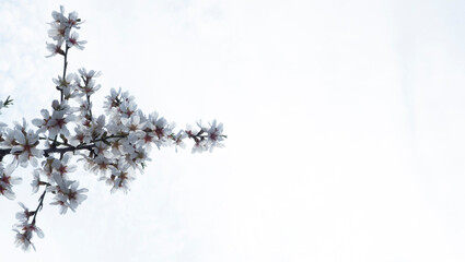Fondo blanco de nubes con detalle de rama de almendro florecido