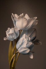 bouquet of tulips on a dark background, white buds and petals.