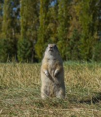 a cute gopher stands on its hind legs