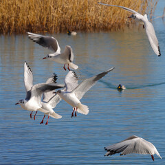 Aggressive seagulls fly over the blue water to fish. Reeds and floating waterfowl in the background. Color landscape photo of sea.