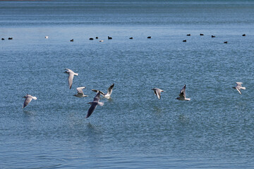 Seagulls fly over the blue water to fish. Waterfowl floating in the background. Color landscape photo of sea.