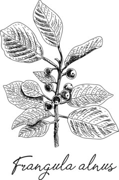 Frangula alnus -  Alder buckthorn. Branch - Plant Part. Sketchy vector hand-drawn illustration.