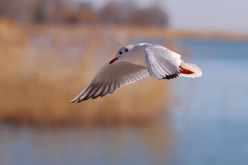 Seagull flying over the lake with reeds Color close up photo. No2.
