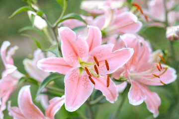Bouquet of large Lilies .Lilium, belonging to the Liliaceae. Blooming pink tender Lily flower .Pink Stargazer Lily flowers background. Closeup of pink stargazer lilies and green foliage. Summer