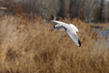 Seagull flying over lake, reeds in the background; color photo.