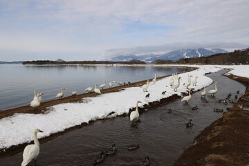 福島県の猪苗代湖の白鳥と鴨