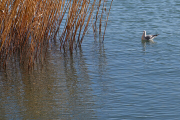 Seagull floating next to reeds. Calm, peaceful nature photography with big empty space for text or graphics.