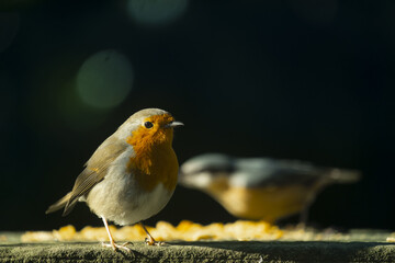 Robin and Eurasian nuthatch on a rock