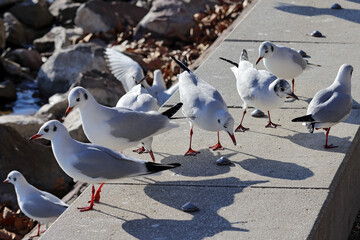 A group of seagulls on the shore with strong shadows. Color wildlife photo.